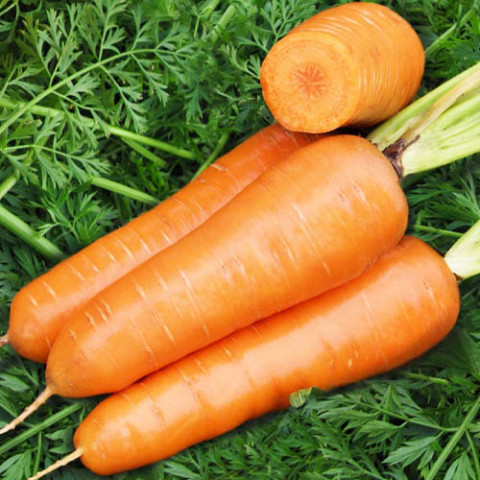 Морковь Шантане пакет гигант 15г фото