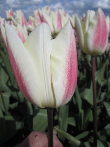 Тюльпан Silk Surprise фото