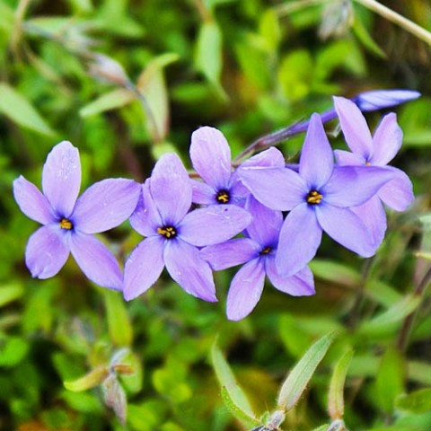 Флокс Stolonifera Purpurea Purple фото