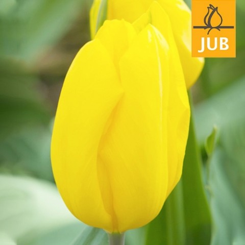 Тюльпан Strong Gold (Брендовые луковицы Jub Holland) фото