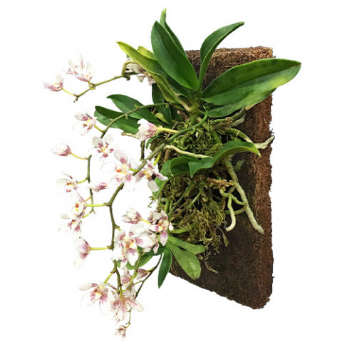 Столб для орхидей Tree Fern Totem (50 x 5 x 5 см.) фото