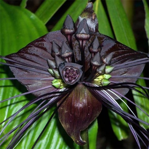Орхидея Такка фото