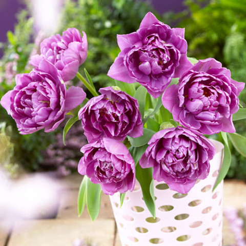Тюльпан Lilac Perfection фото