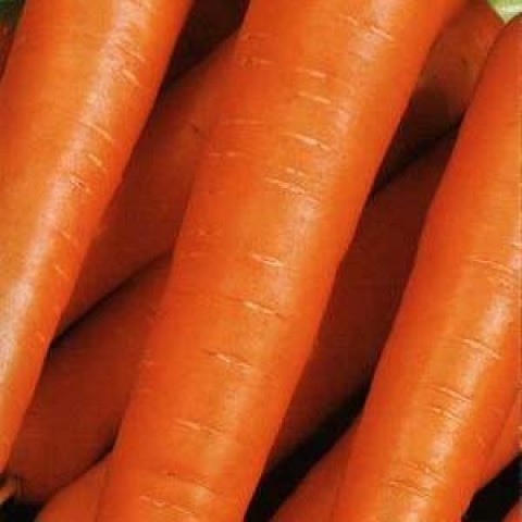 Морковь Цидера фото