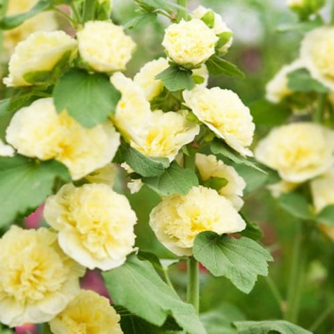 Шток-роза Майоретте, жёлтая фото