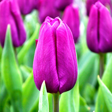 Тюльпан Purple Prince фото