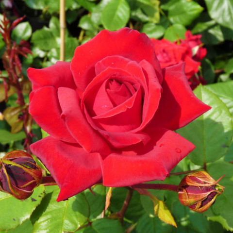 Роза плетистая Mushimara фото