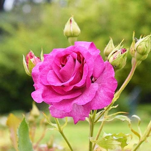 Роза Climbing Violette Parfume фото