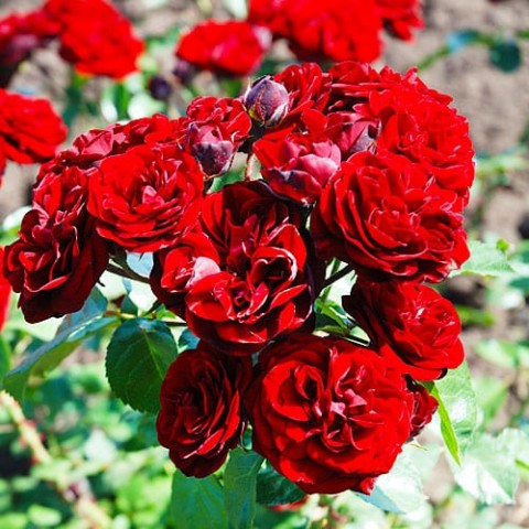 Роза Cordula фото
