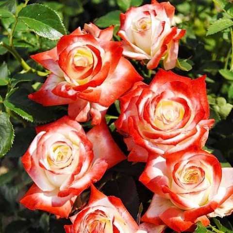 Роза Imperatrice Farah фото
