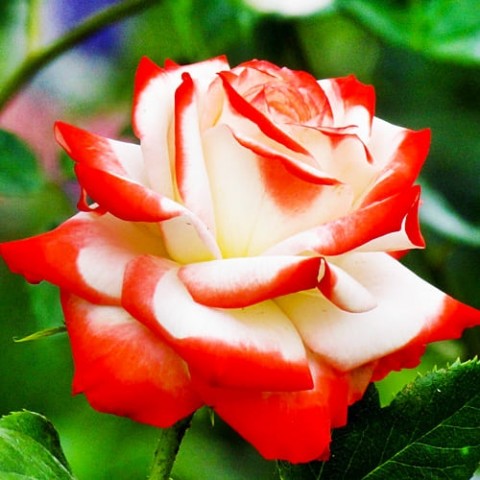 Роза Imperatrice Farah фото