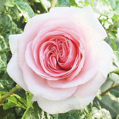 Роза La Fontaine Aux Perles фото