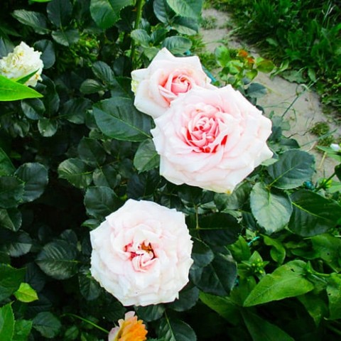Роза Majestic фото