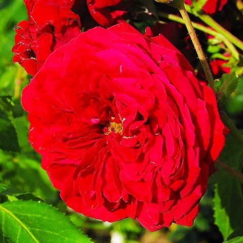 Роза Rotkapchen фото