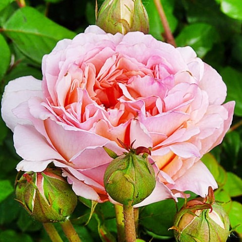 Роза Souvenir de Baden-Baden фото