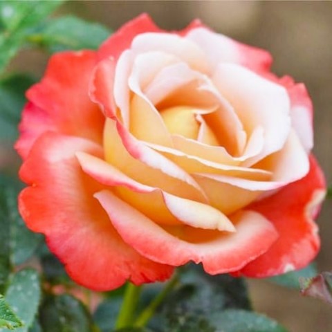 Роза Vendee Imperiale фото