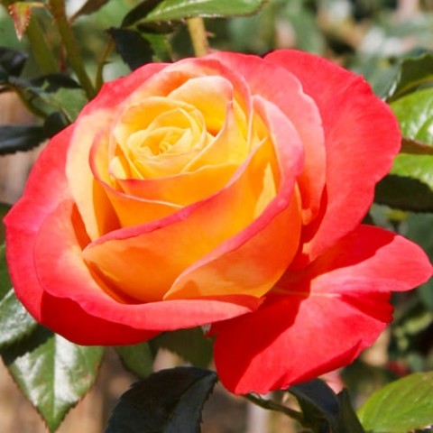 Роза Vendee Imperiale фото