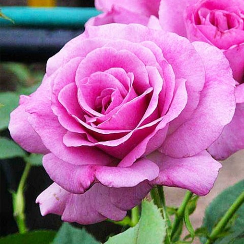 Роза Violette Parfume фото
