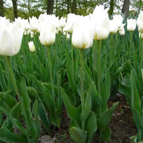 Тюльпан Agrass White фото