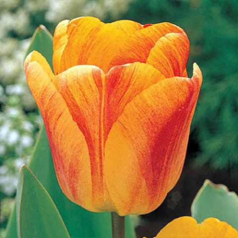 Тюльпан Beauty of Apeldoorn фото