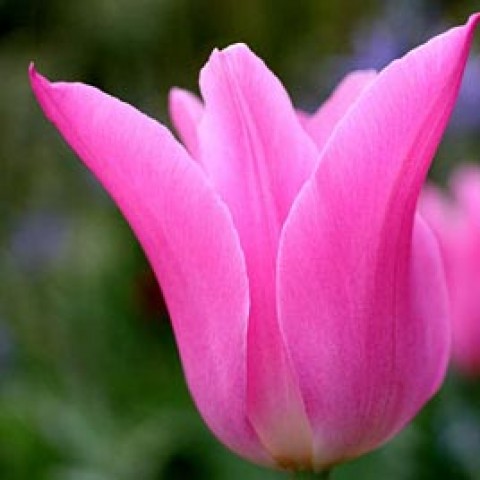 Тюльпан China Pink фото