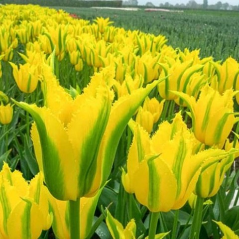 Тюльпан Extreme Yellow фото