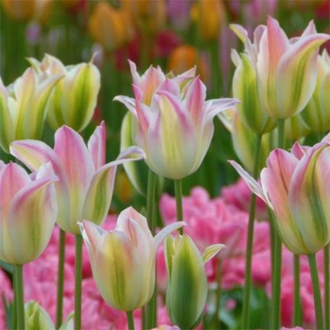 Тюльпан Florosa фото