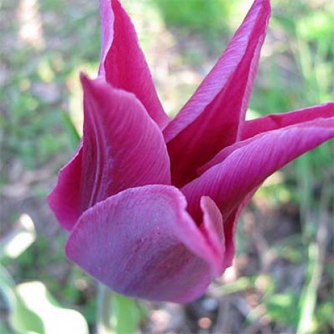 Тюльпан Lilac Time фото