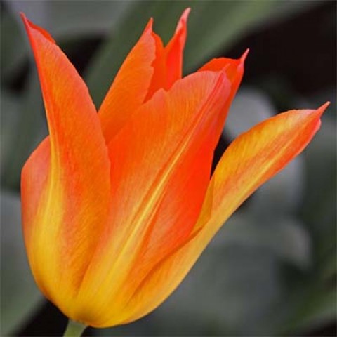 Тюльпан Lilyfire фото