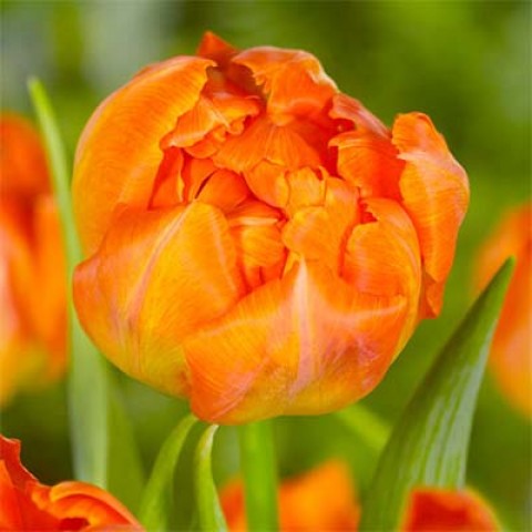 Тюльпан Monte Orange фото