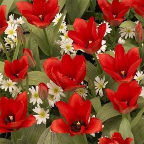 Тюльпан Oriental Beauty фото