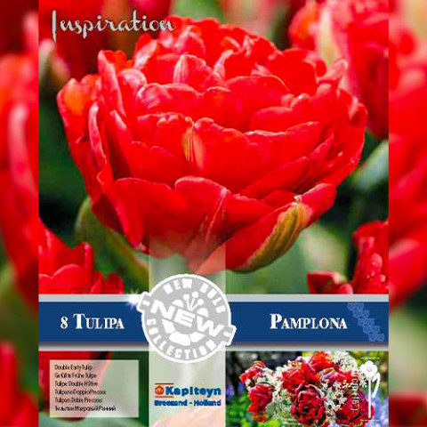 Тюльпан Pamplona (Брендовые луковицы KAPITEYN®) фото