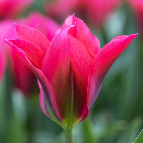 Тюльпан Pimpernel фото