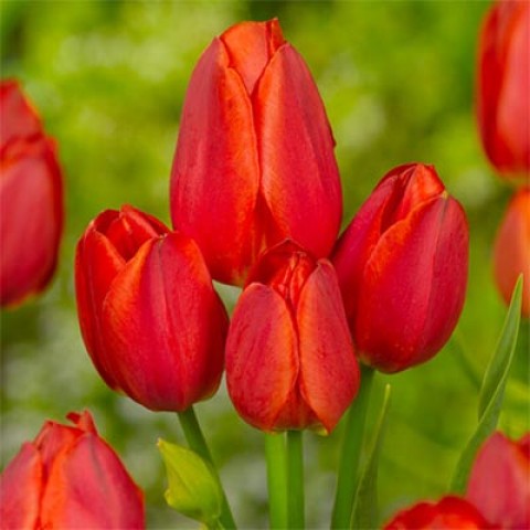 Тюльпан Red Bouquet фото
