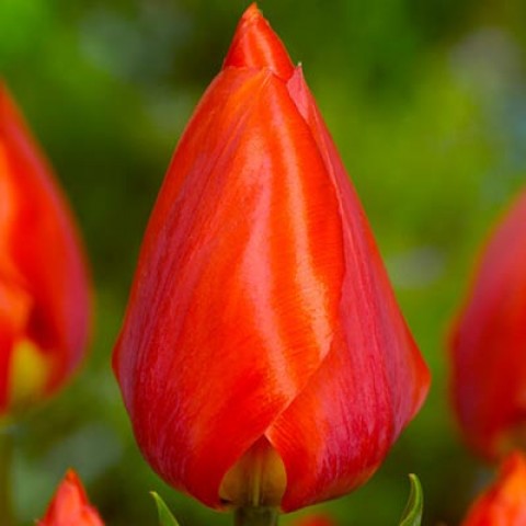Тюльпан Red Paradiso фото