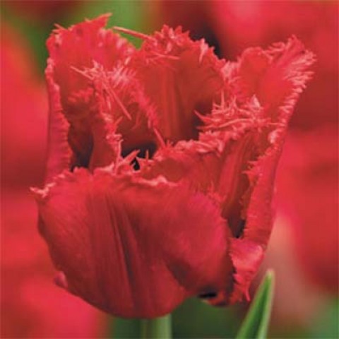 Тюльпан Red Wing фото