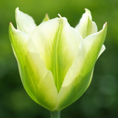 Тюльпан Spring Green фото