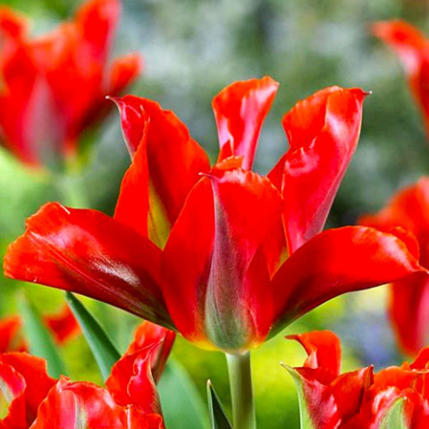 Тюльпан Viridiflora Red фото