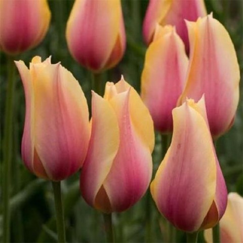 Тюльпан Blushing Beauty фото