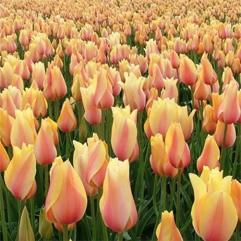 Тюльпан Blushing Beauty фото