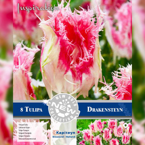 Тюльпан Drakensteyn (Брендовые луковицы KAPITEYN®) фото