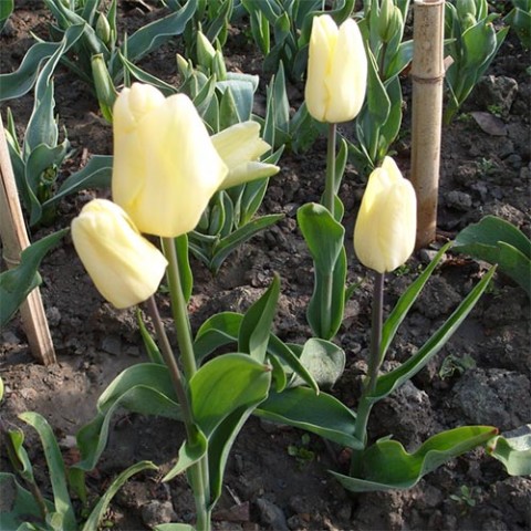 Тюльпан H.D.Genscher фото