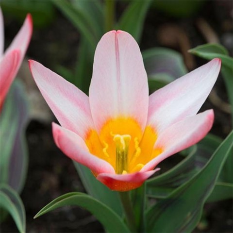 Тюльпан Heart´s Delight фото