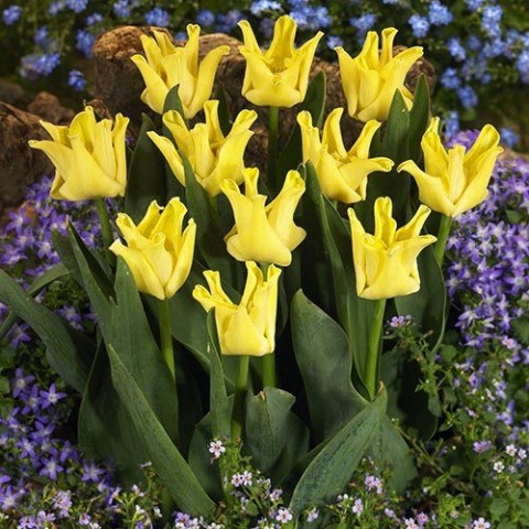 Тюльпан Yellow Crown фото