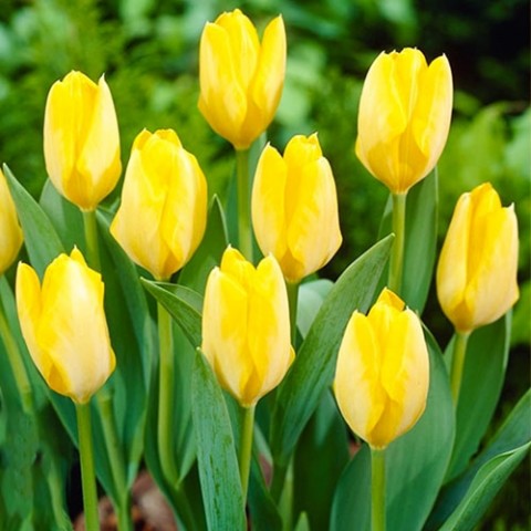 Тюльпан Yellow Purissima фото