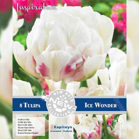 Тюльпан Ice Wonder (Брендовые луковицы KAPITEYN®) фото