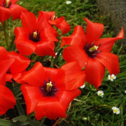 Тюльпан Linifolia фото