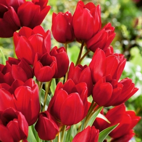 Тюльпан Red Georgette фото