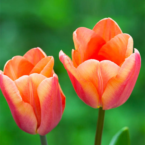 Тюльпан Apricot Foxx фото