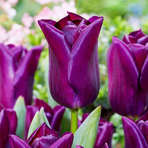 Тюльпан Purple Dwarf фото